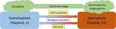 Molecular Control of Sporophyte-Gametophyte Ontogeny and Transition in Plants